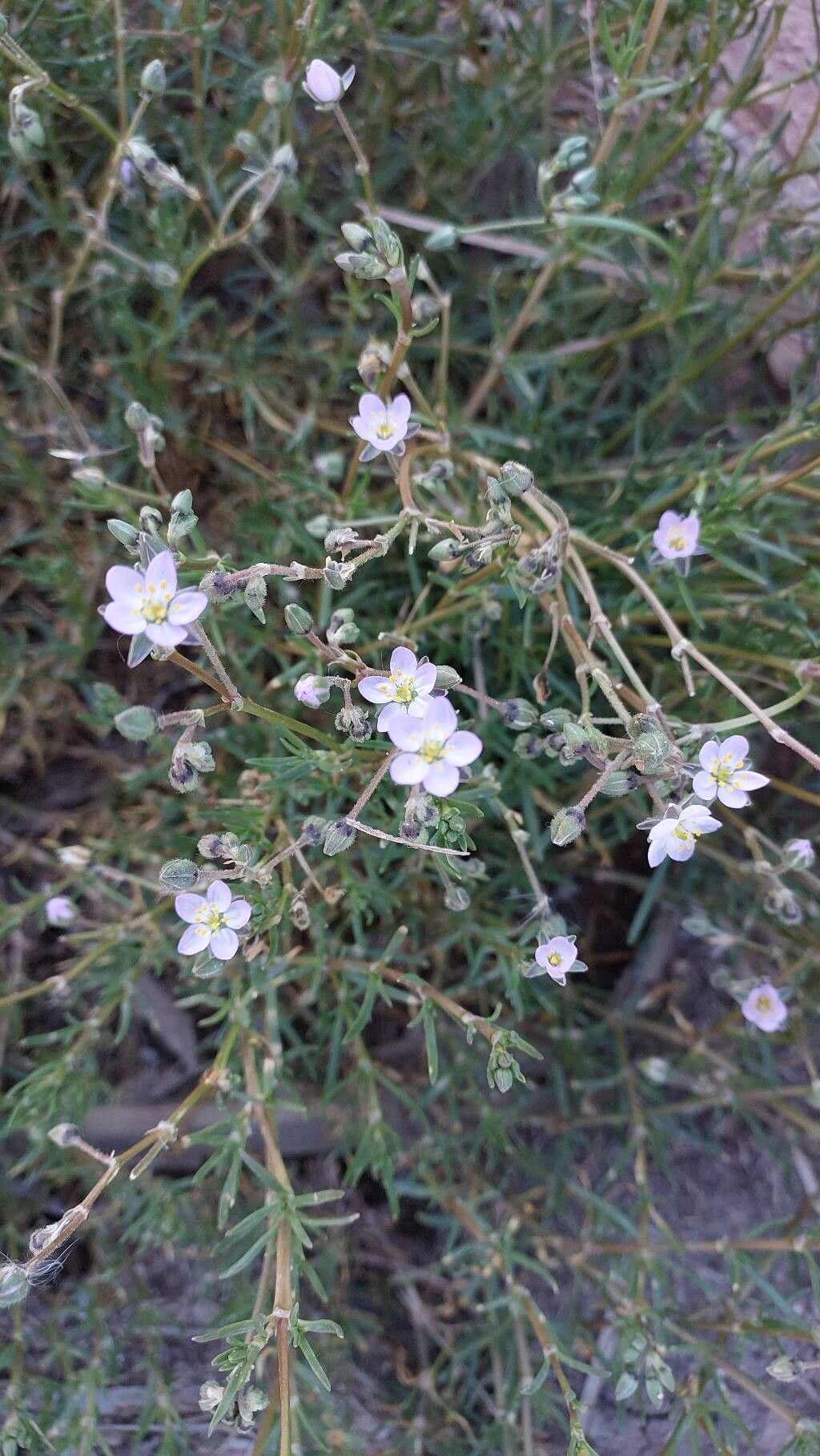 Spergularia rupicola (Rock Sea-spurrey) (alternate view 15)