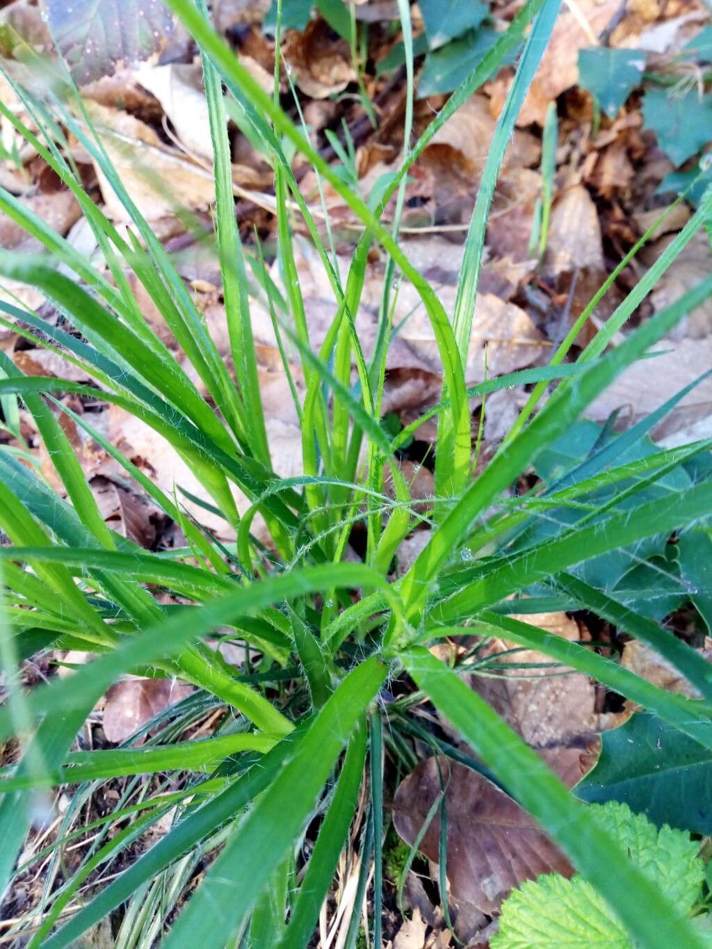 Luzula nivea (alternate view 2)