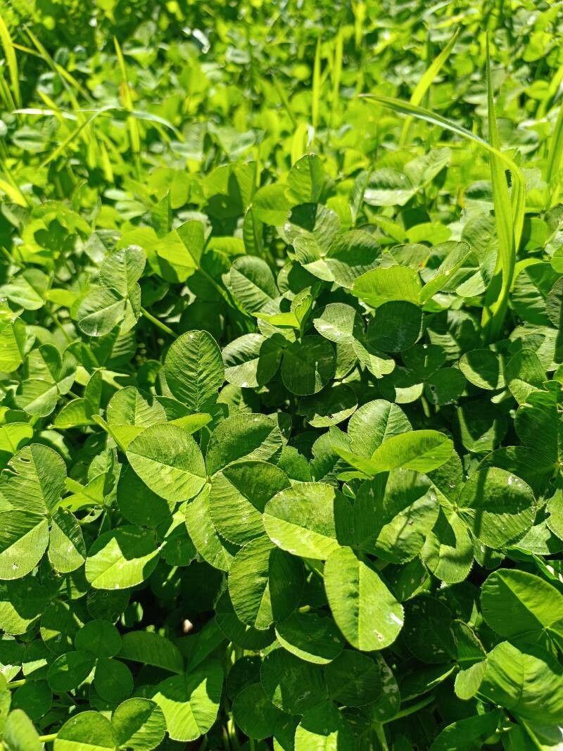 Trifolium hybridum (Alsike clover) (alternate view 12)