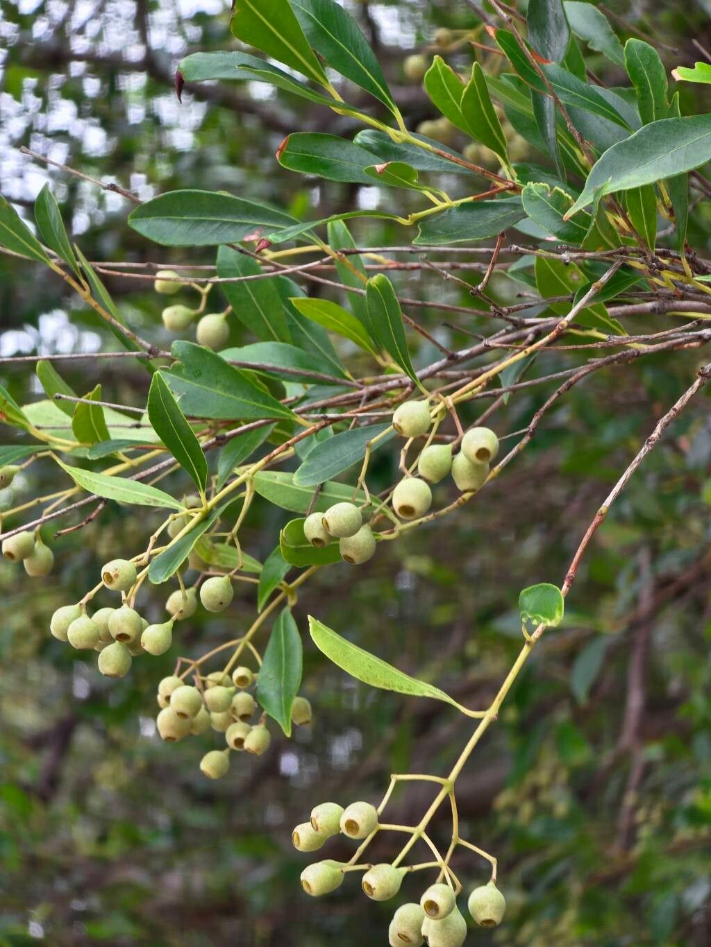 Syzygium smithii (Lilly Pilly) (alternate view 13)