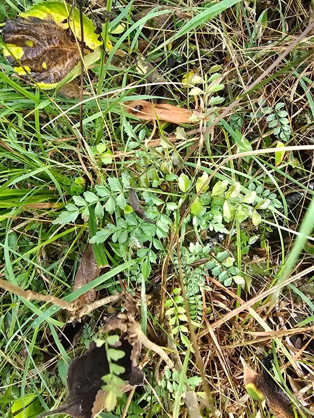 Pandorea pandorana (wonga vine) (alternate view 8)
