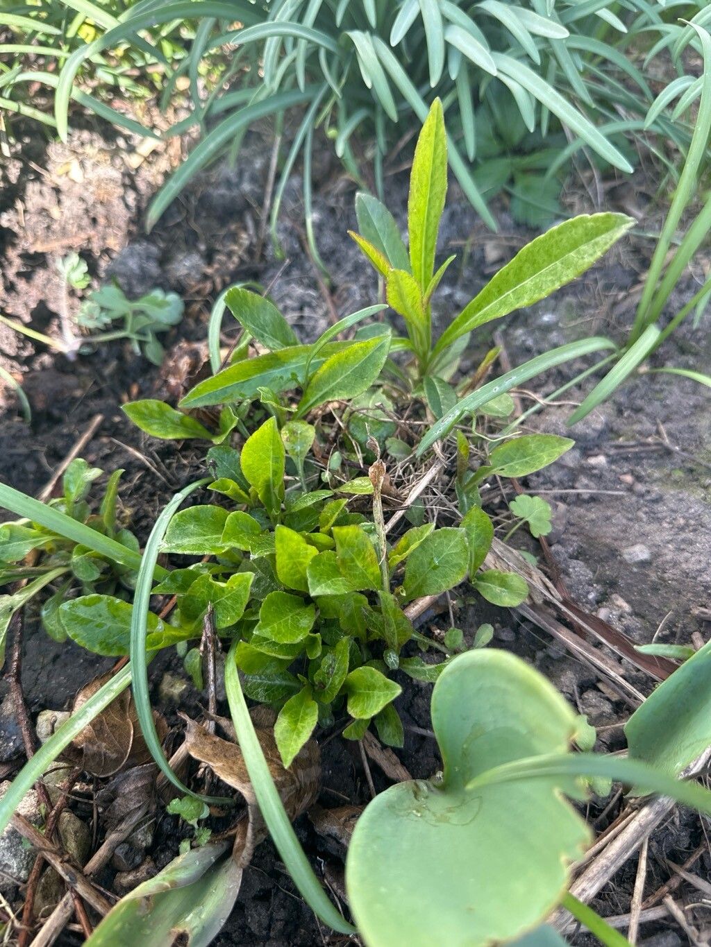 Centaurea nigrescens (meadow knapweed) (alternate view 12)