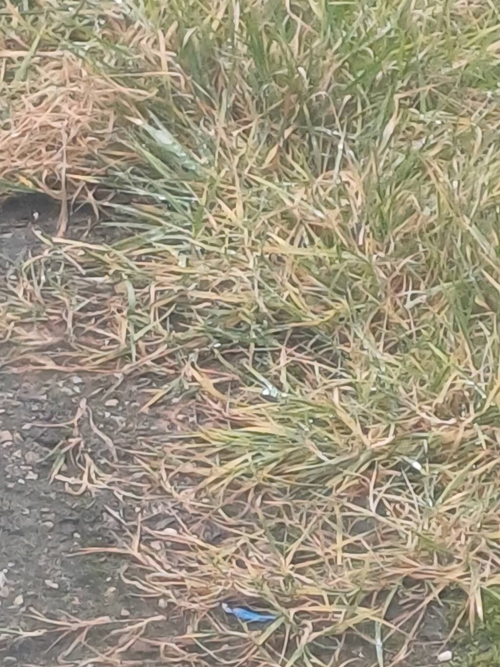 Agrostis (bent grass) (alternate view 4)