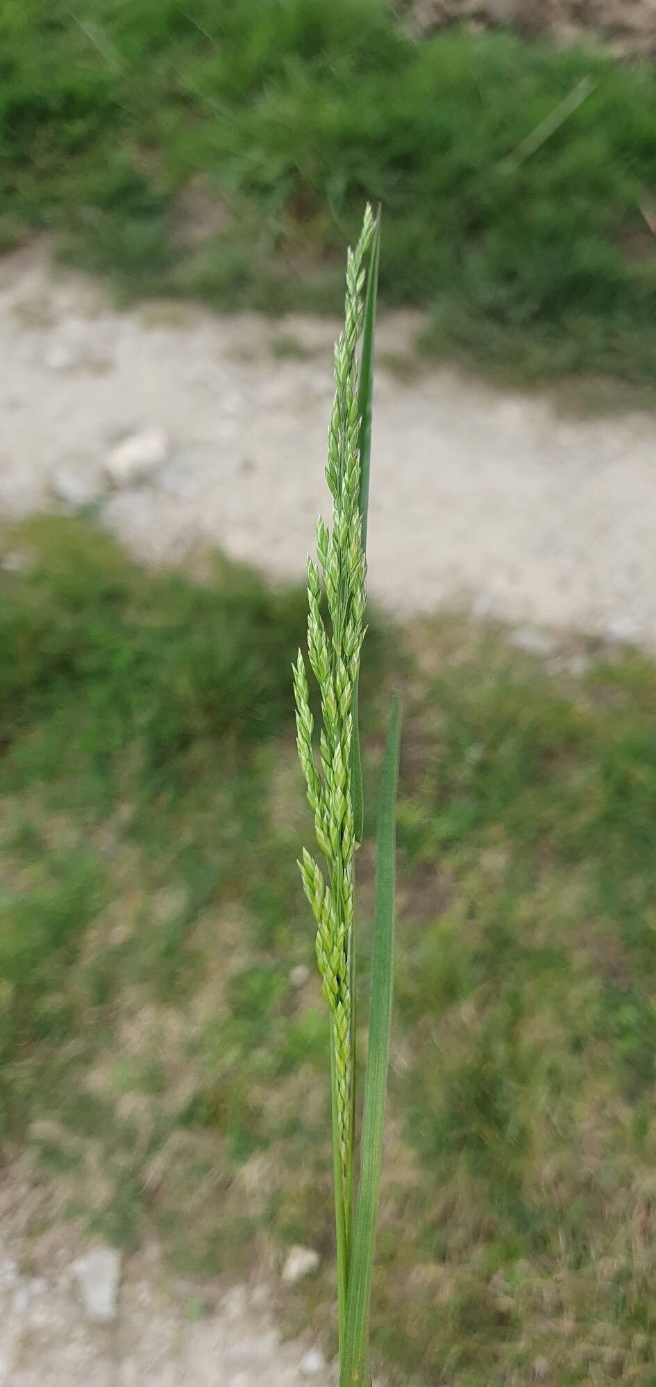 Poa trivialis (Rough Meadow-grass) (alternate view 12)