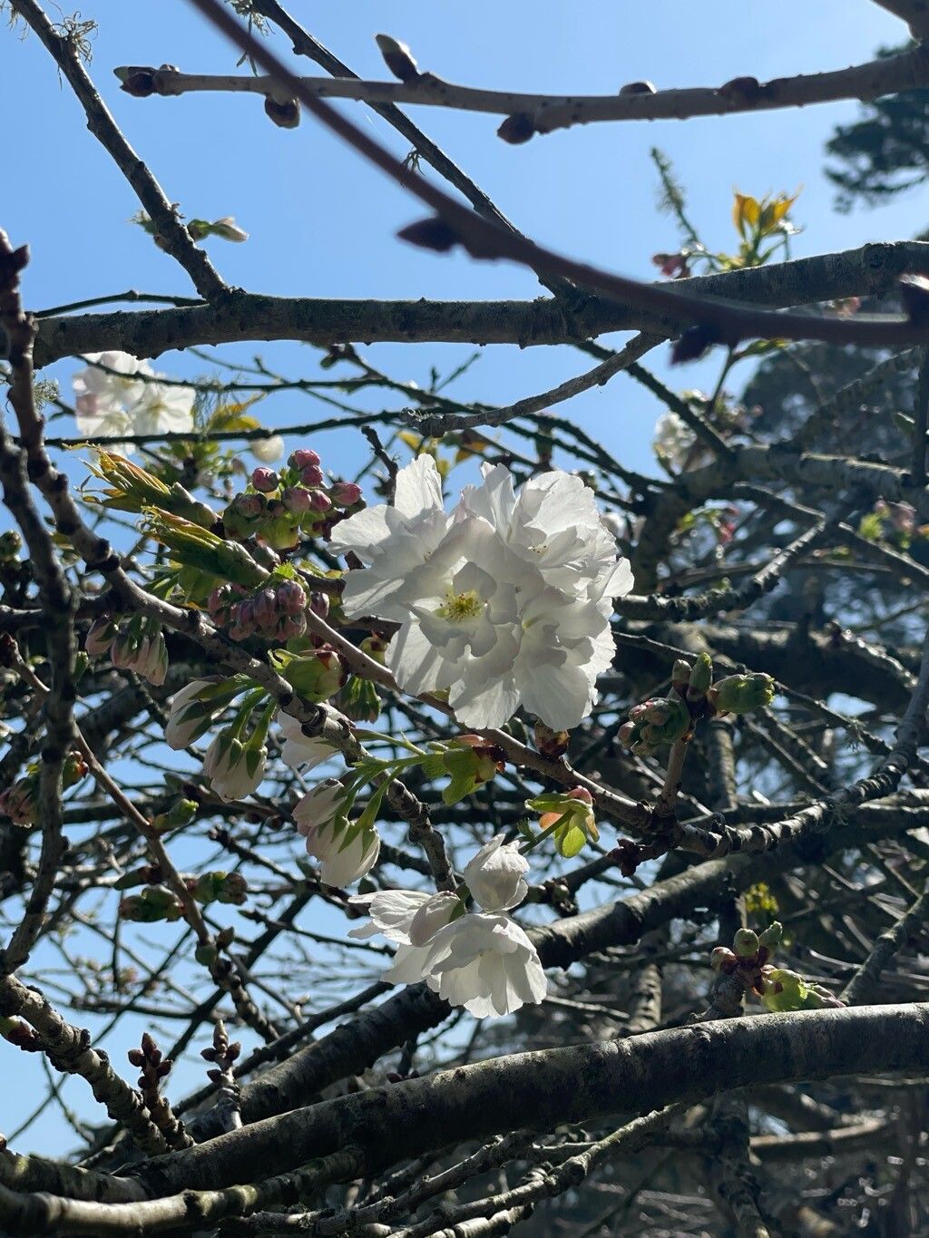 Prunus × yedoensis (Yoshino flowering cherry) (alternate view 14)