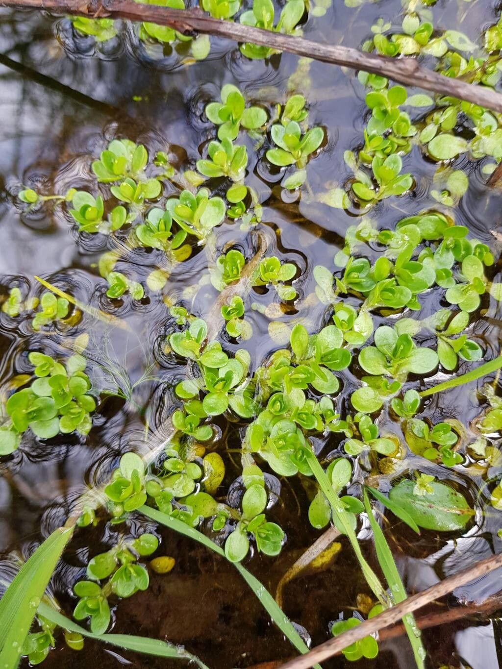 Montia fontana (blinks) (alternate view 14)