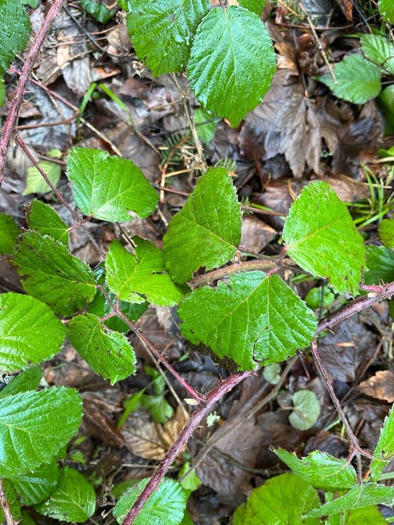 Rubus vestitus (Vested Blackberry) (alternate view 11)
