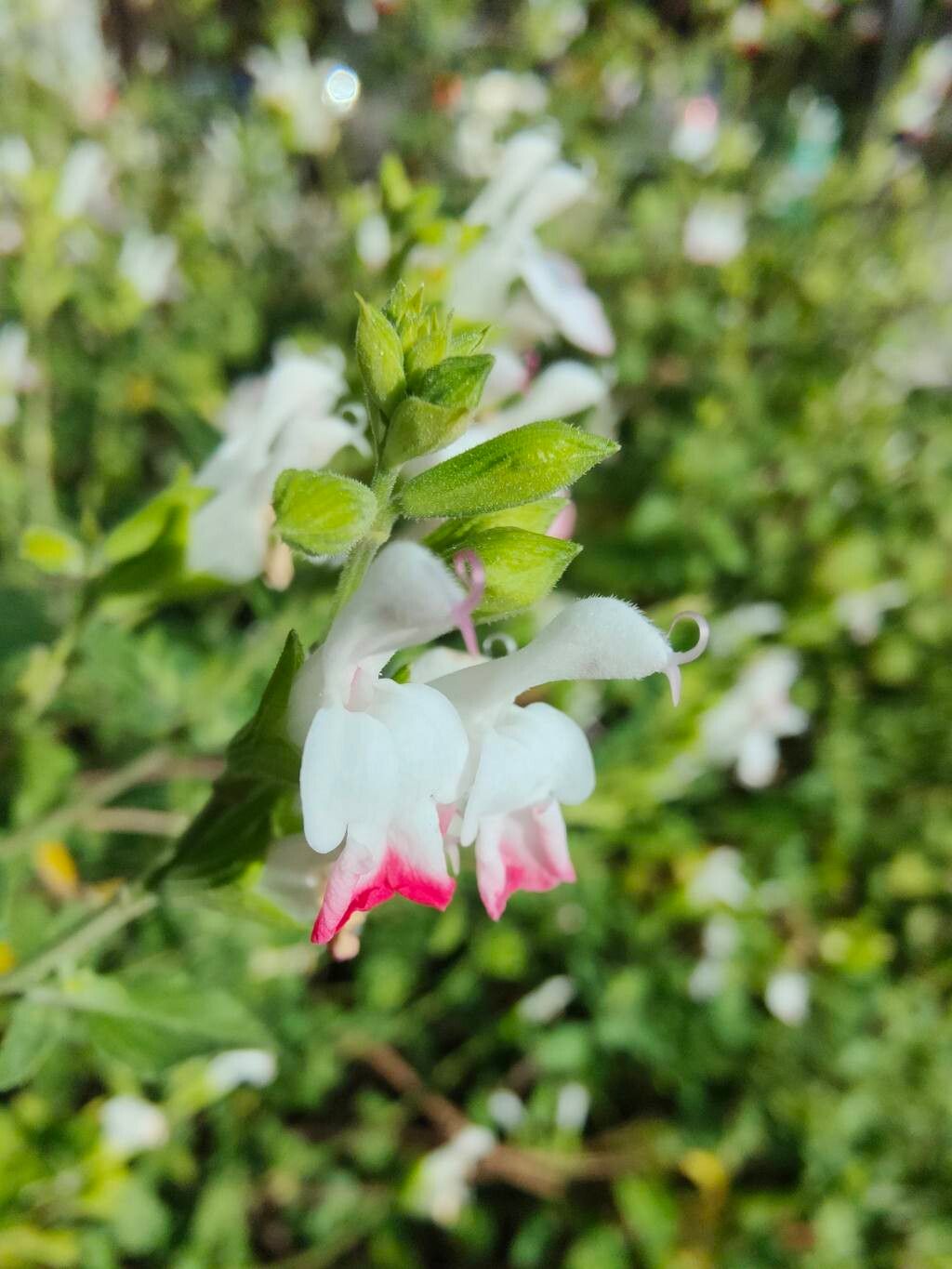 Salvia microphylla (Baby Sage) (alternate view 10)