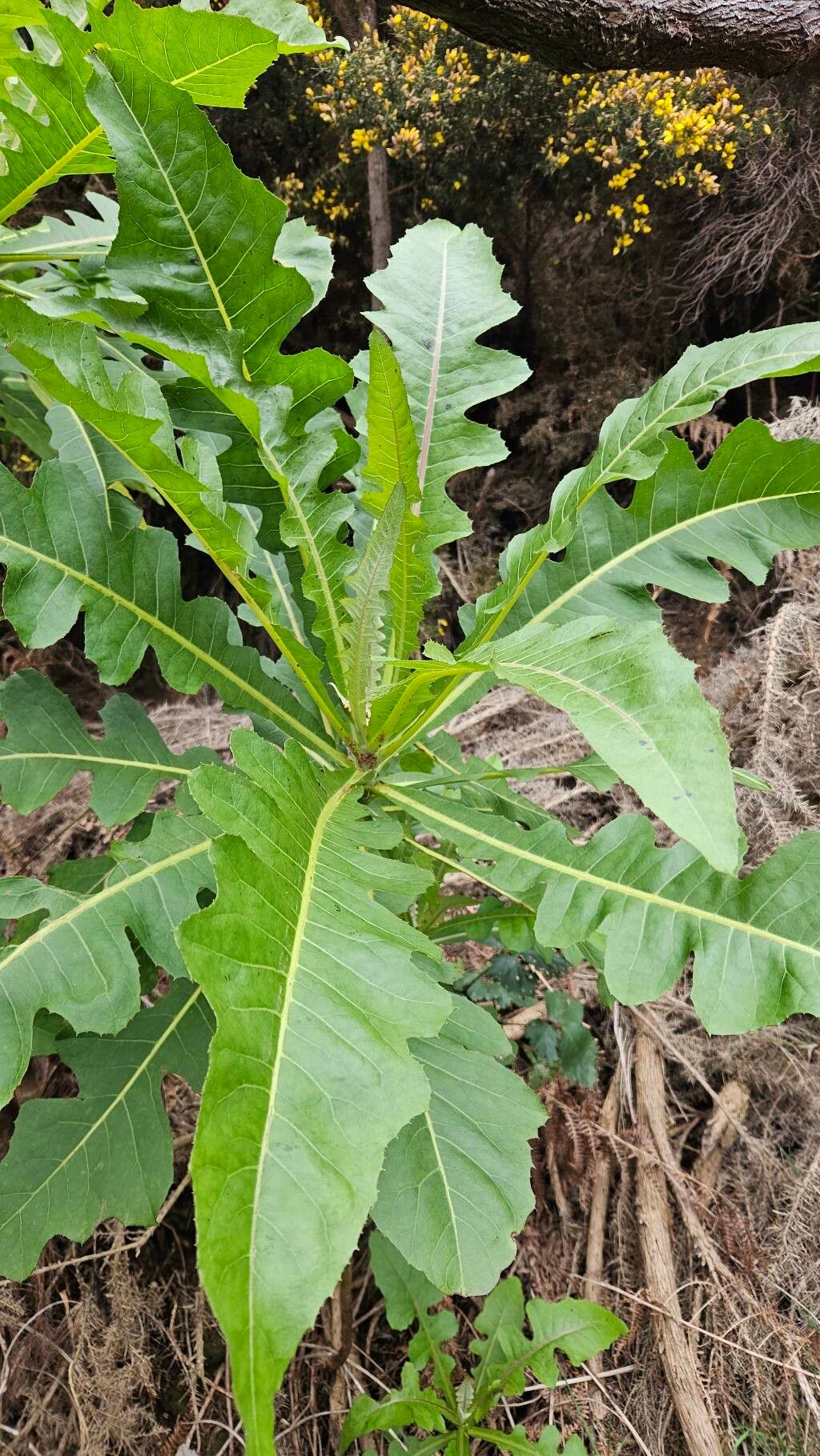 Sonchus fruticosus (alternate view 5)