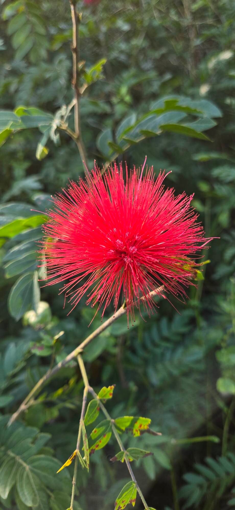 Calliandra haematocephala (Pink Powder Puff) (alternate view 10)