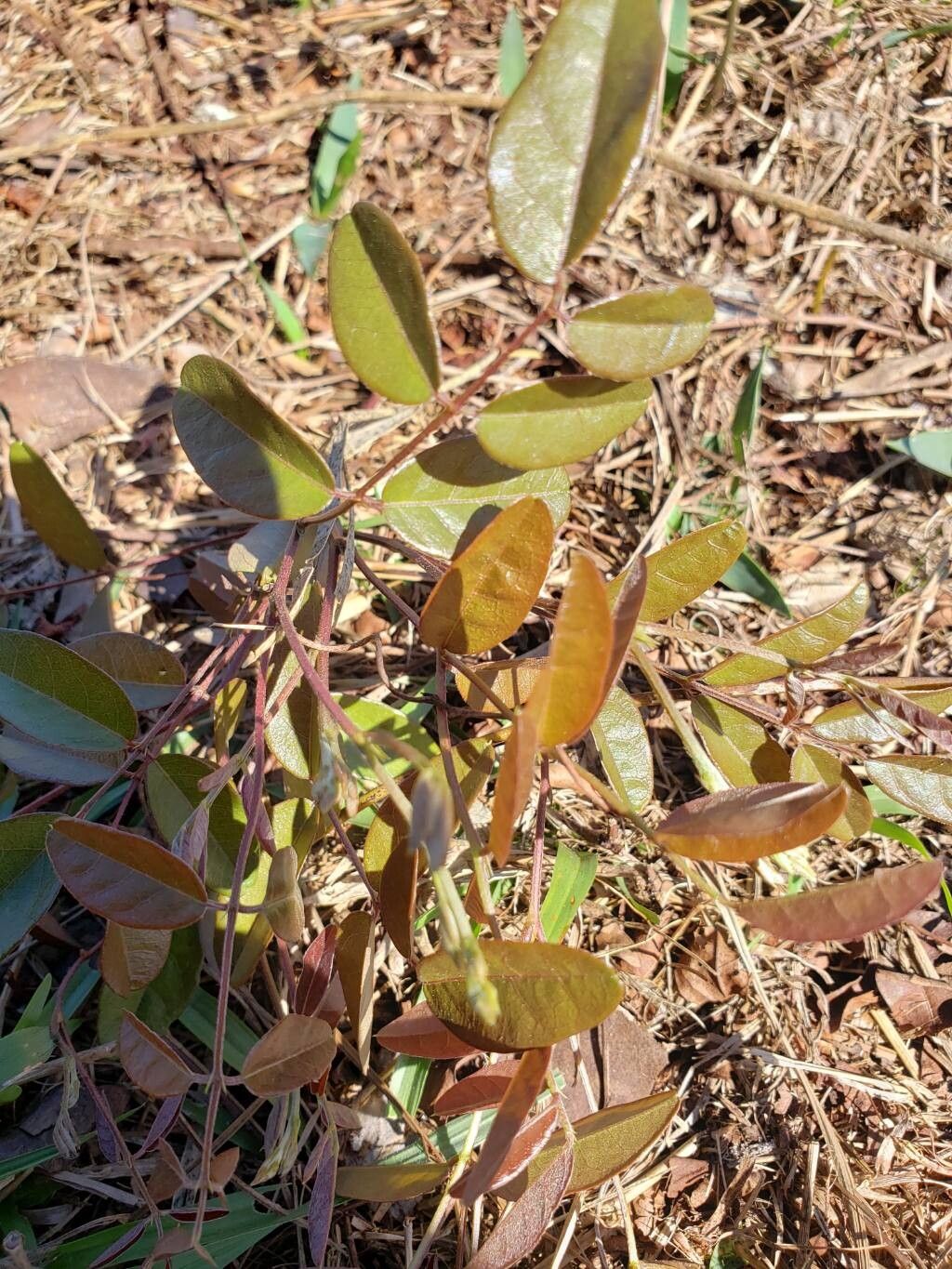 Galactia (Milkpeas)