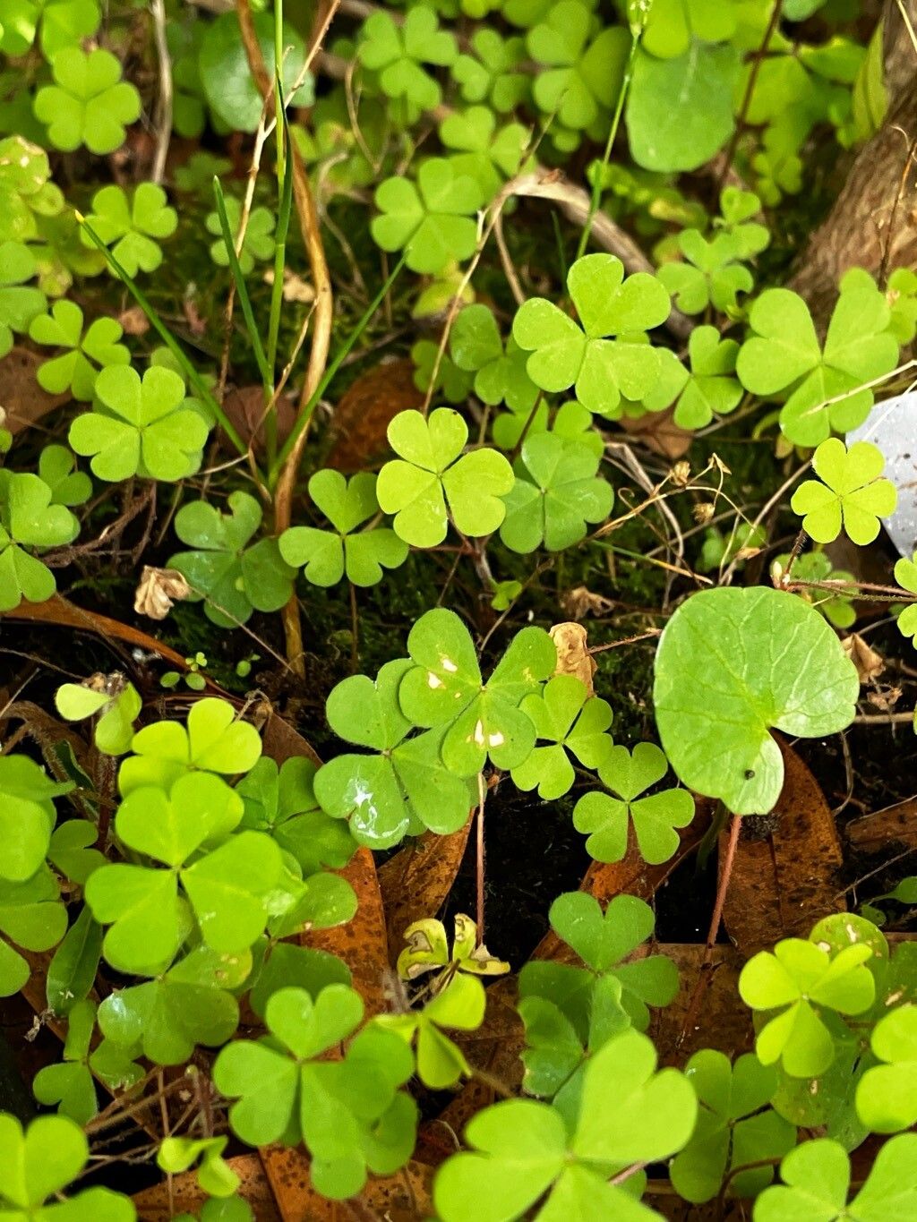 Oxalis stricta (upright yellow woodsorrel) (alternate view 11)