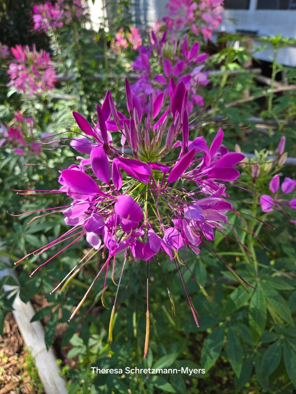 Cleome houtteana (Spider flower) (alternate view 7)
