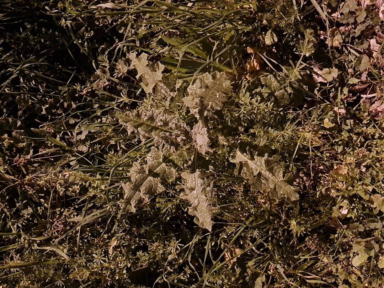 Carduus tenuiflorus (slenderflower thistle) (alternate view 12)