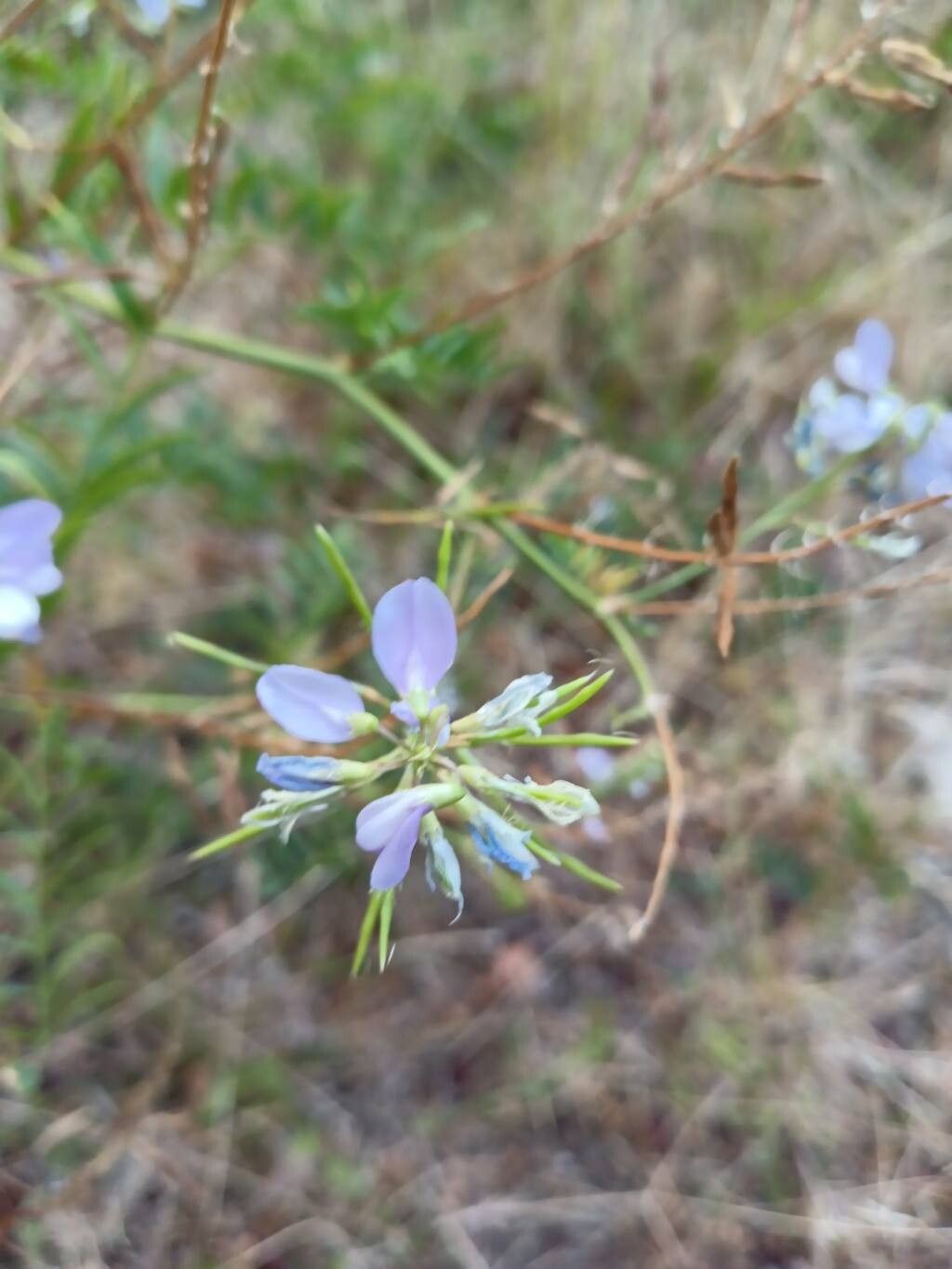 Galega officinalis (common milkpea) (alternate view 13)