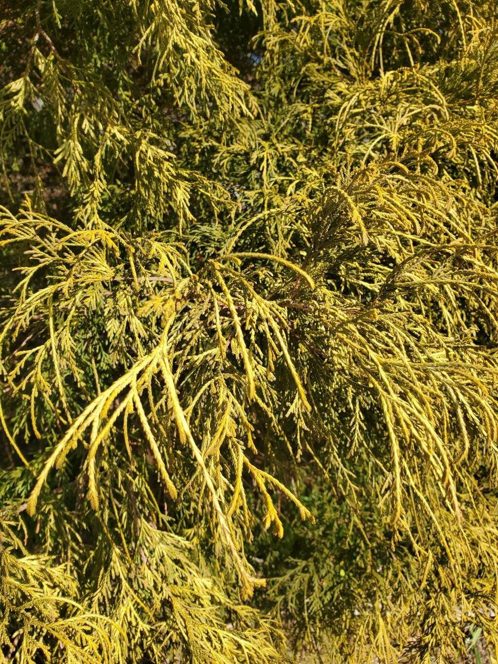 Chamaecyparis pisifera (Sawara Cypress) (alternate view 13)