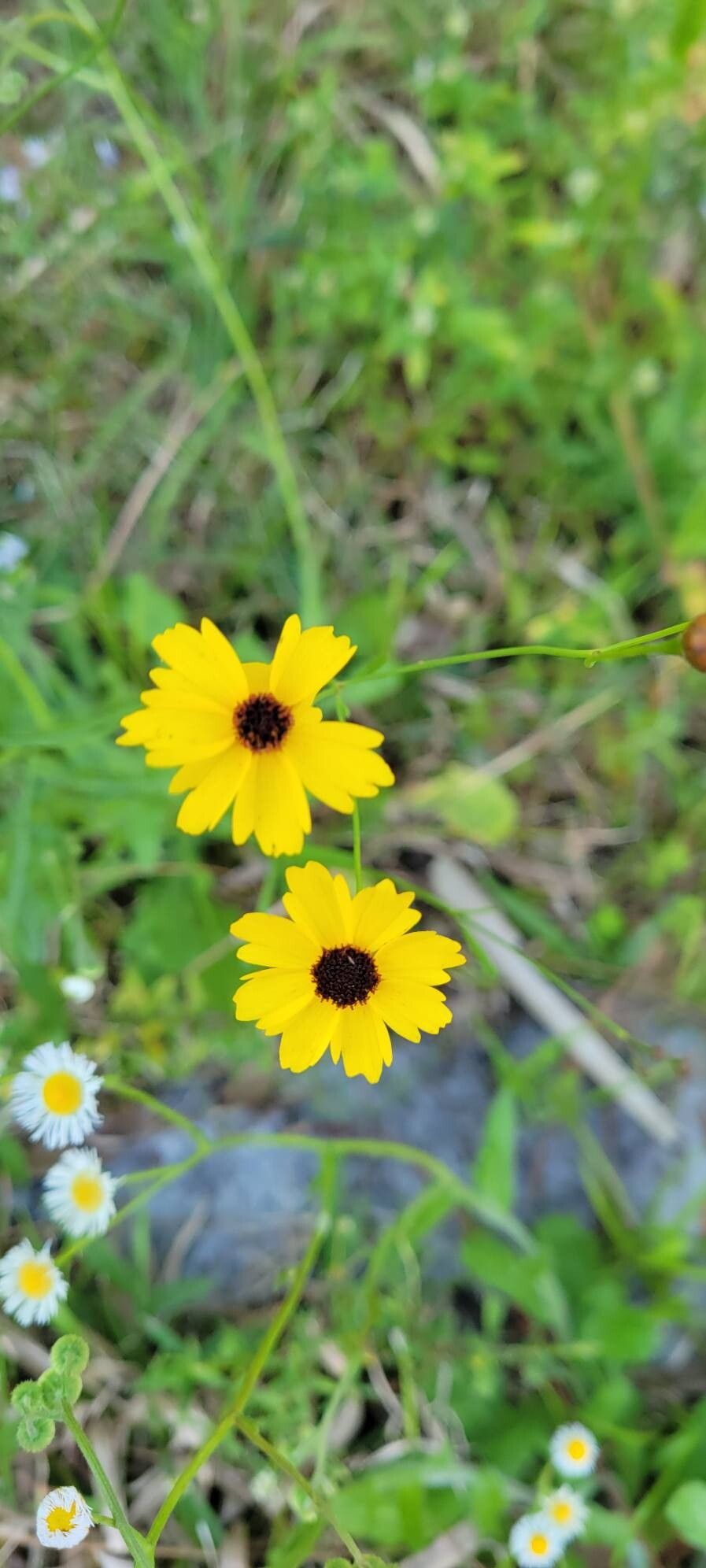 Coreopsis leavenworthii (Leavenworth's Tickseed)