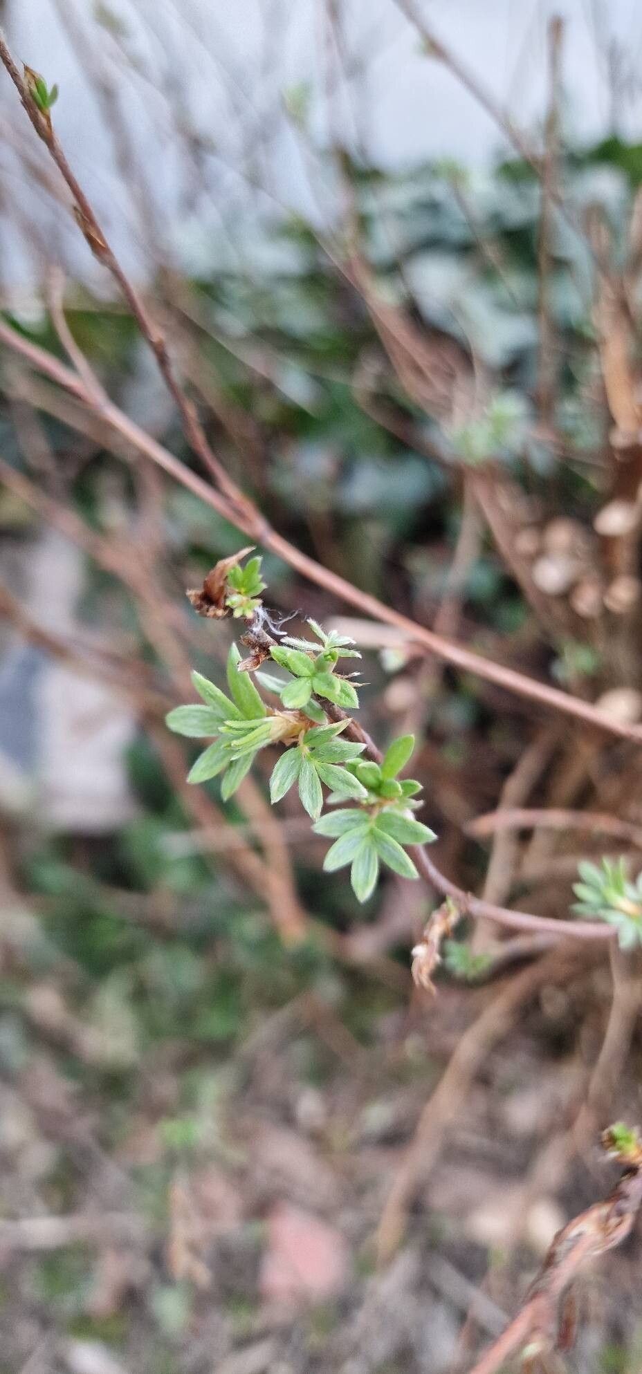 Potentilla fruticosa (Shrubby Cinquefoil) (alternate view 3)