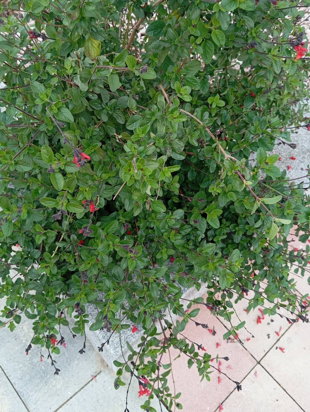 Salvia microphylla (Baby Sage) (alternate view 12)