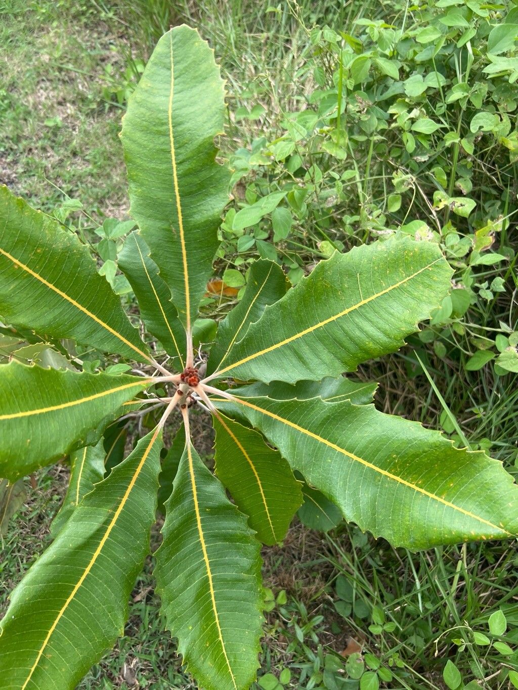 Banksia robur (Swamp Banksia) (alternate view 13)