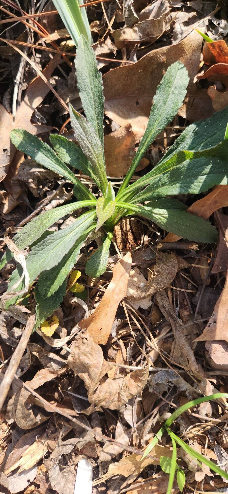 Solidago juncea (early goldenrod) (alternate view 10)