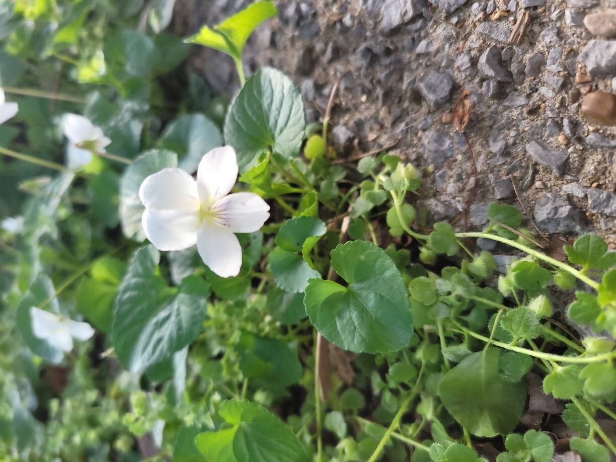 Viola blanda (sweet white violet) (alternate view 12)