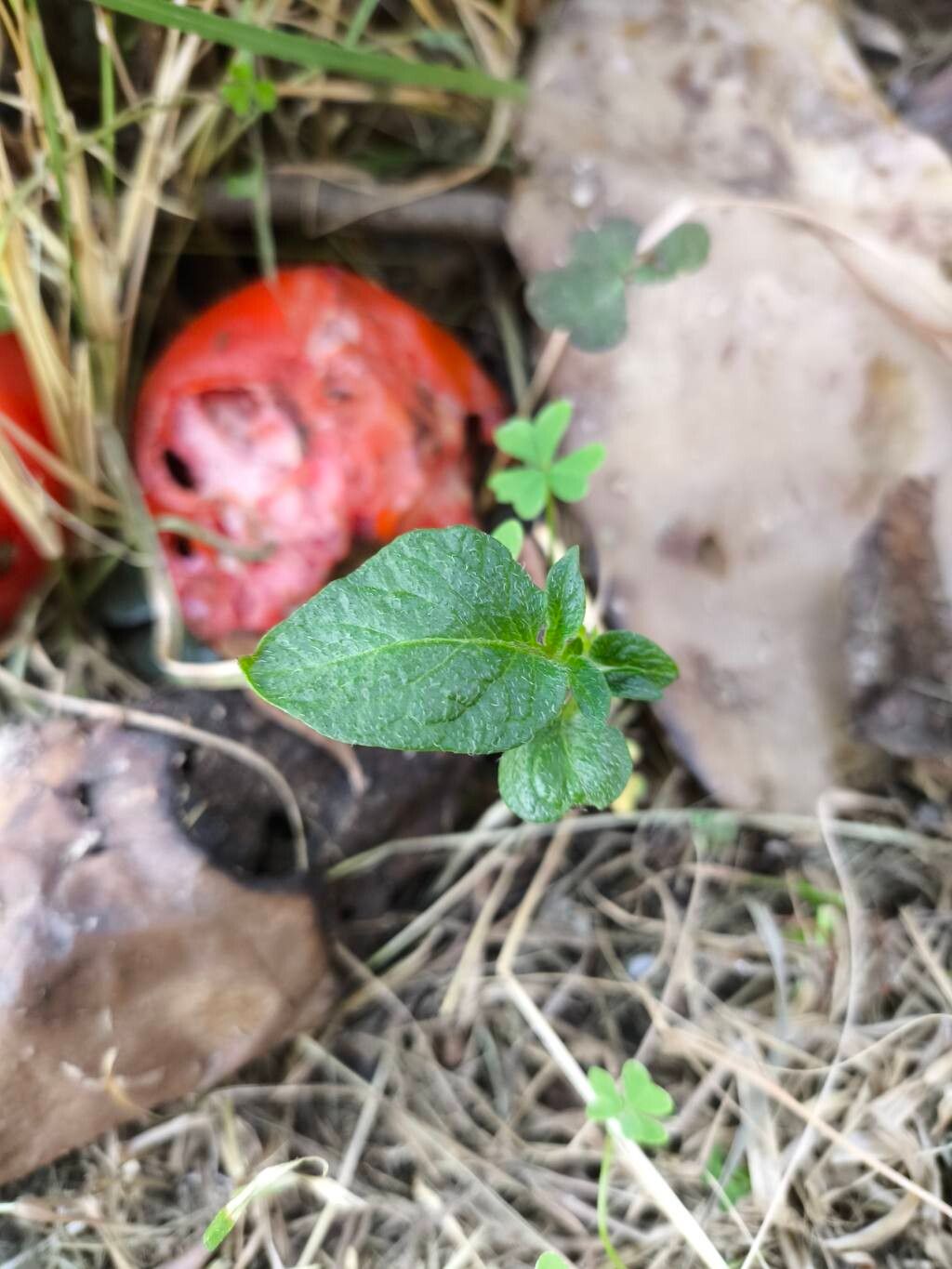 Solanum tuberosum (potato) (alternate view 10)
