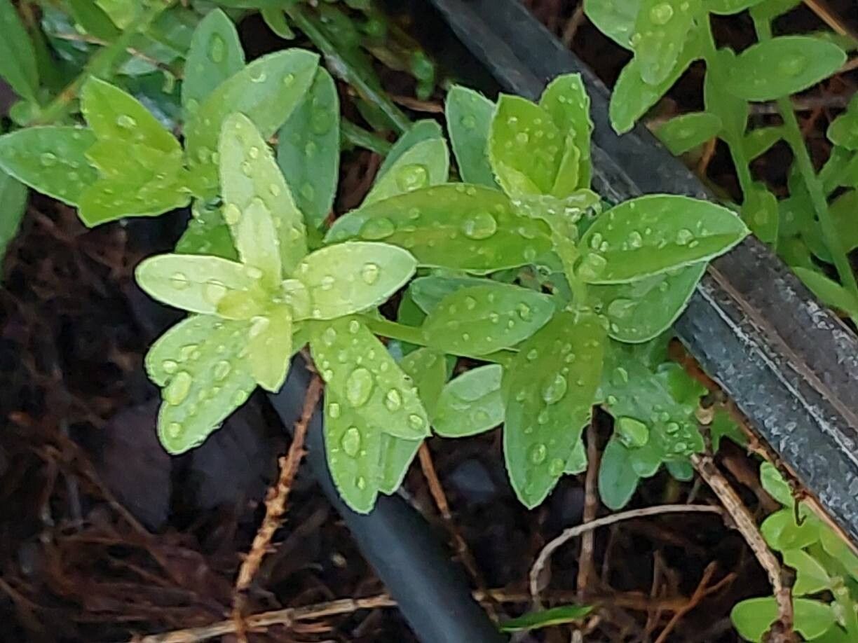 Genista tinctoria (Dyer's Greenweed) (alternate view 12)