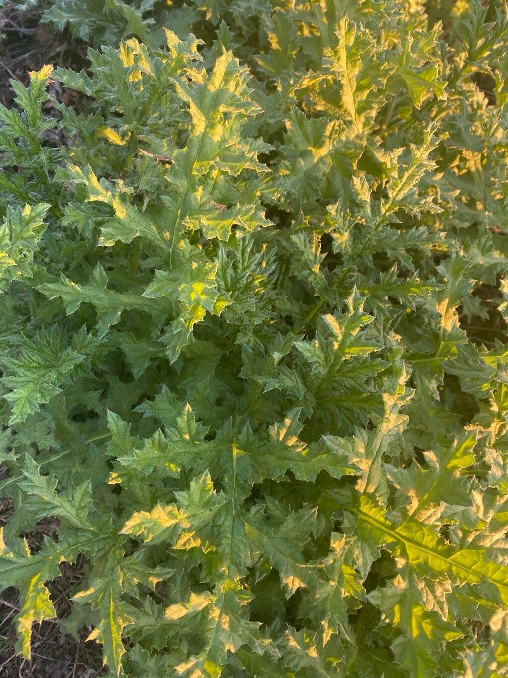 Echinops sphaerocephalus (Great Globe Thistle) (alternate view 14)