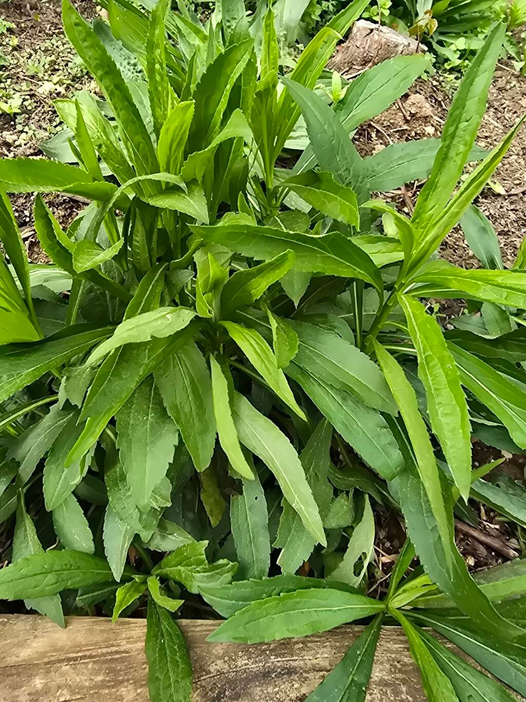 Helenium autumnale (Sneezeweed) (alternate view 9)