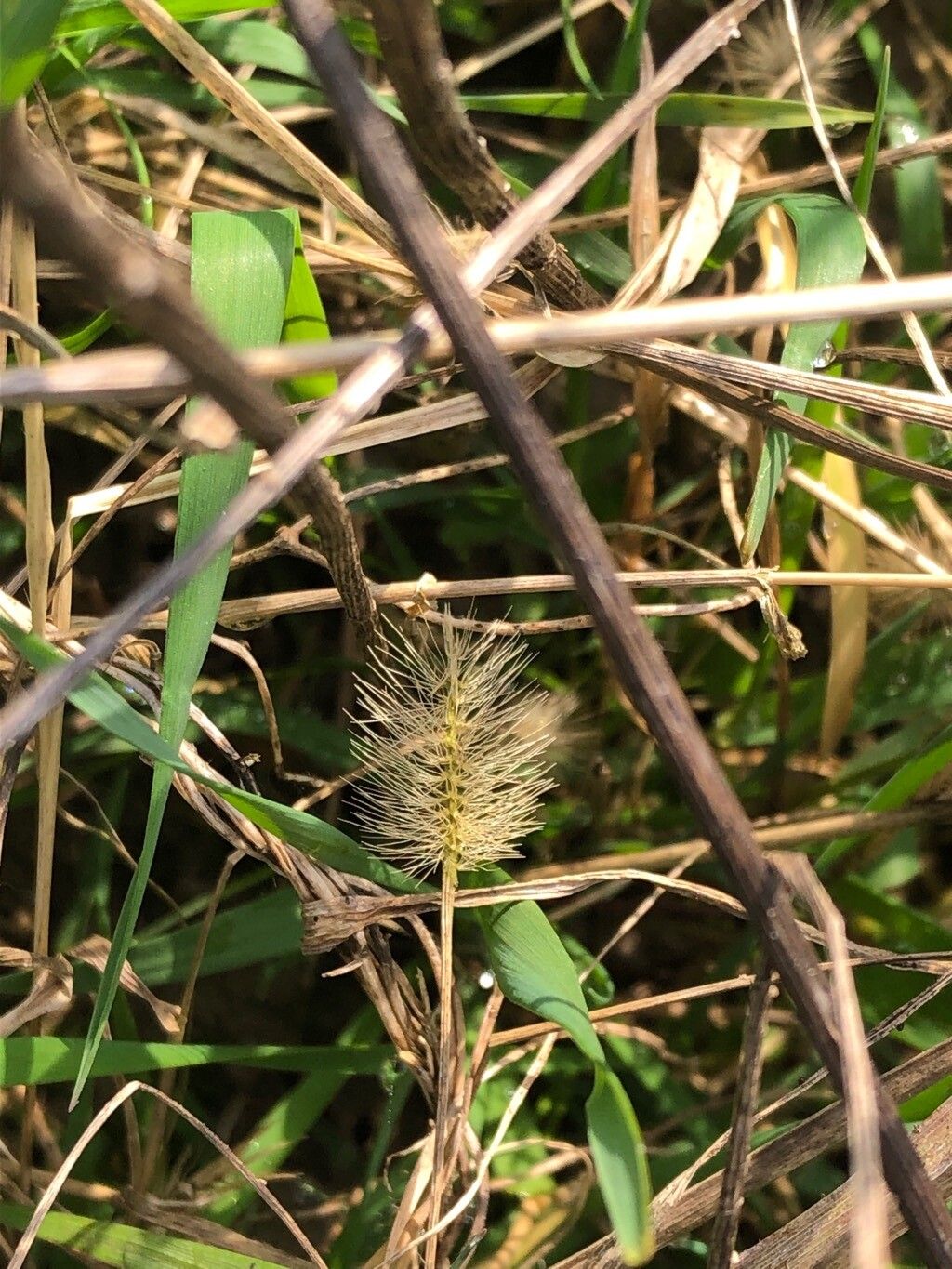 Setaria viridis (Green Bristle Grass) (alternate view 13)