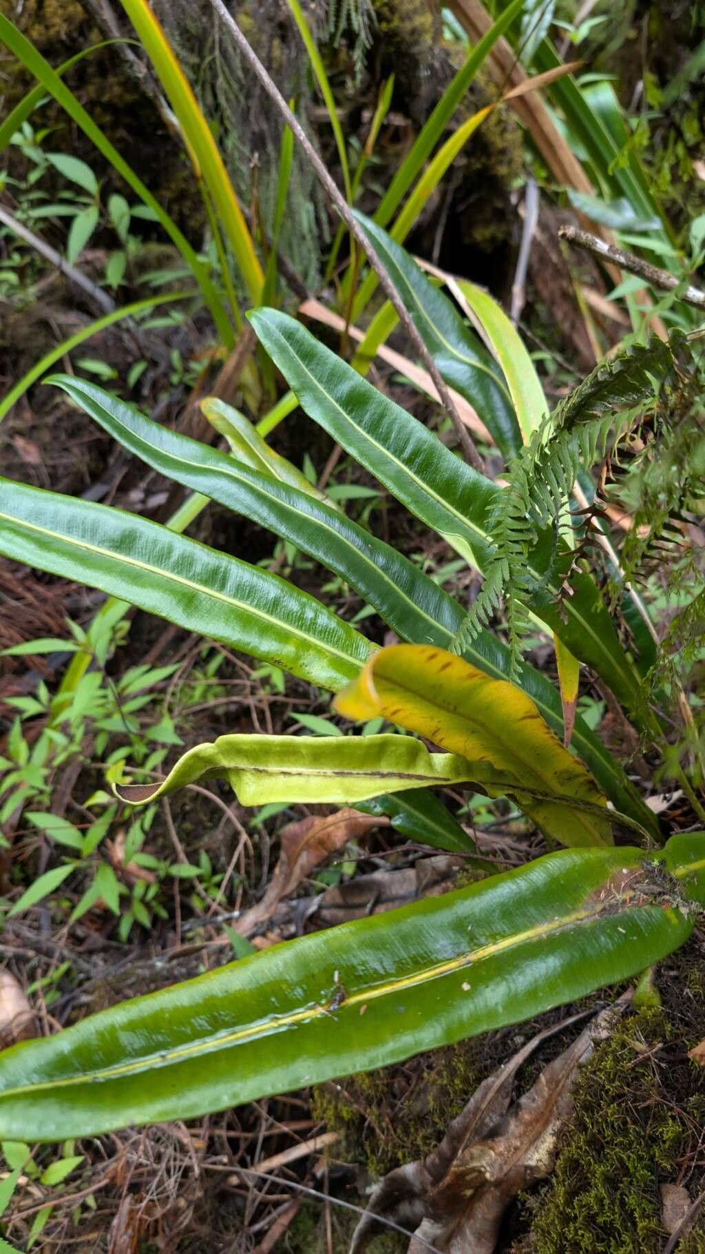 Elaphoglossum (tongueferns) (alternate view 2)