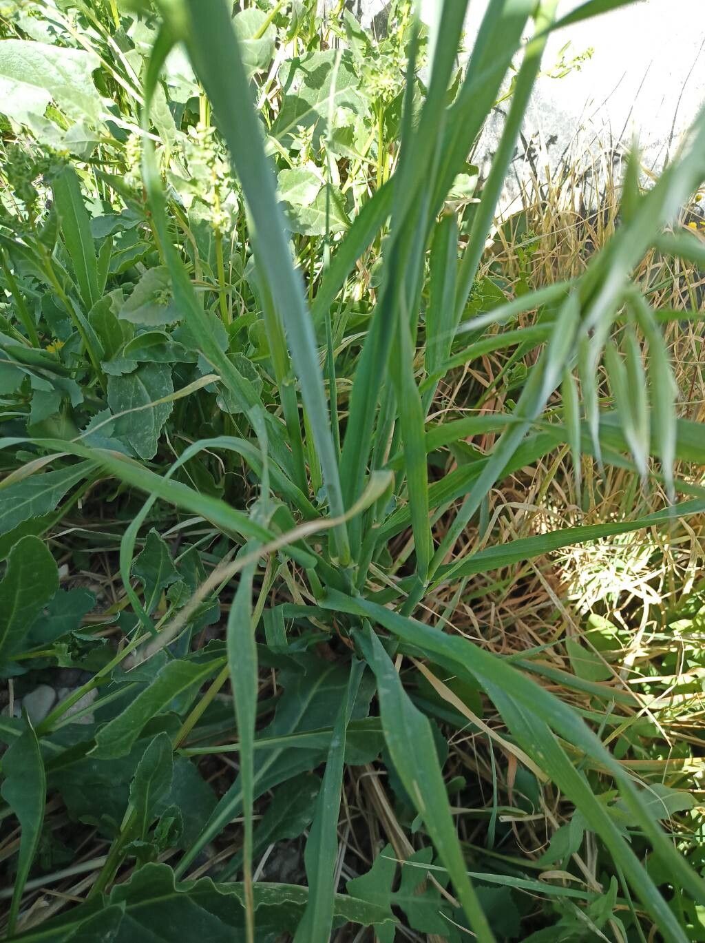 Avena sativa (Common Oat) (alternate view 11)
