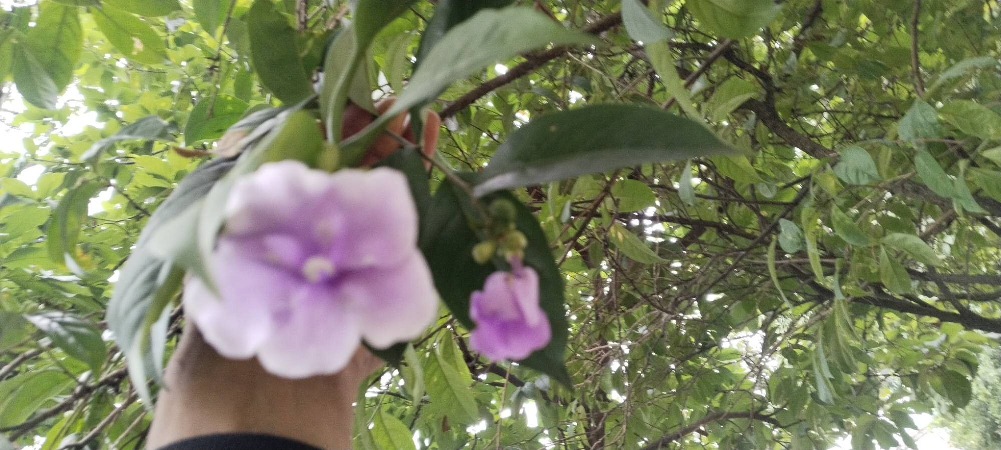 Brunfelsia (raintrees) (alternate view 3)
