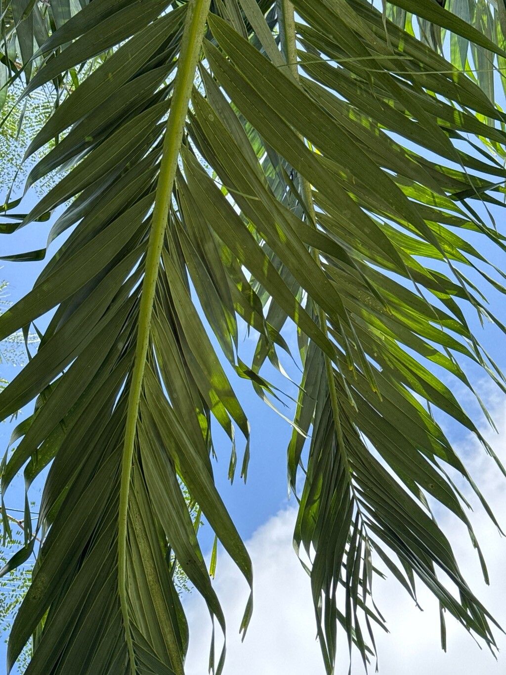 Adonidia merrillii (Christmas Palm) (alternate view 5)