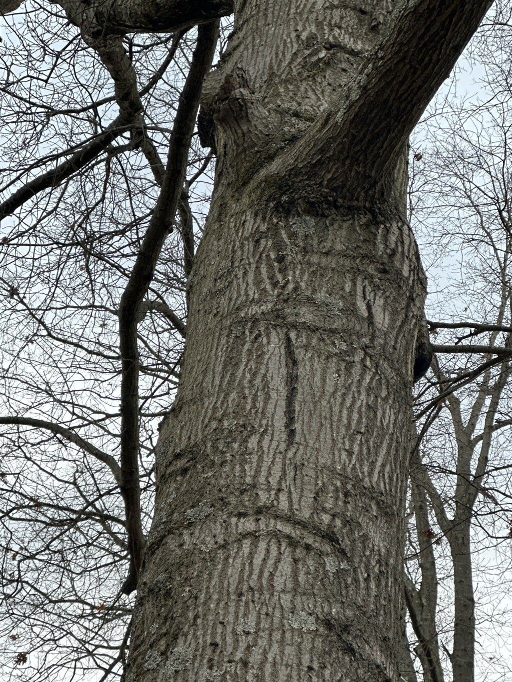 Quercus palustris (pin oak) (alternate view 11)