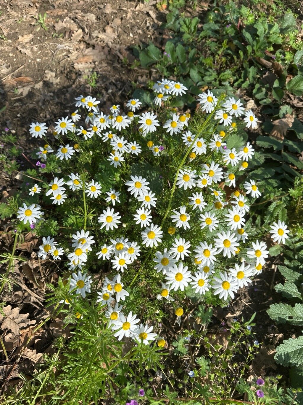 Anthemis cotula (chamomile) (alternate view 14)