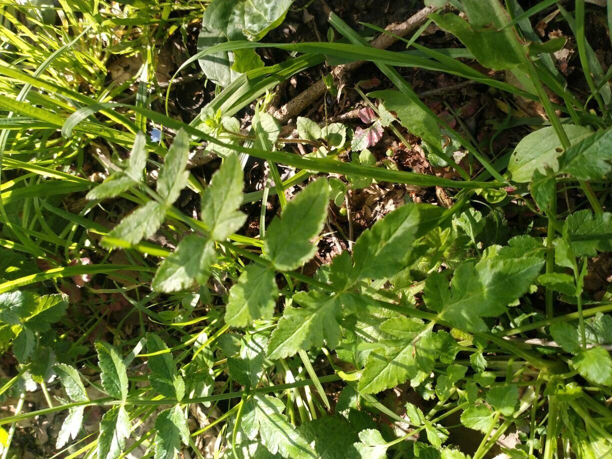 Sison amomum (stone parsley) (alternate view 15)