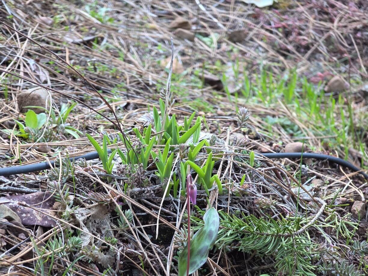 Erythronium hendersonii (Fawn Lily)