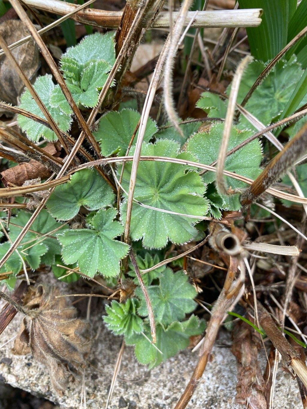 Alchemilla vulgaris (Lady's-mantle) (alternate view 12)