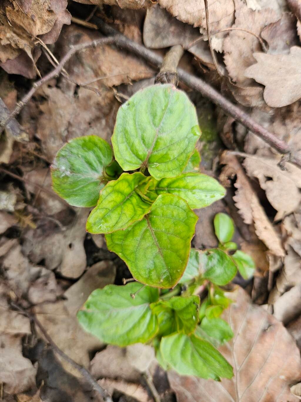 Circaea alpina (Alpine Enchanter's-nightshade)