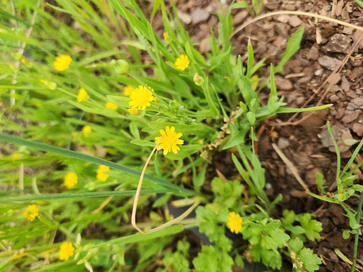 Krigia virginica (Virginia dwarfdandelion) (alternate view 10)