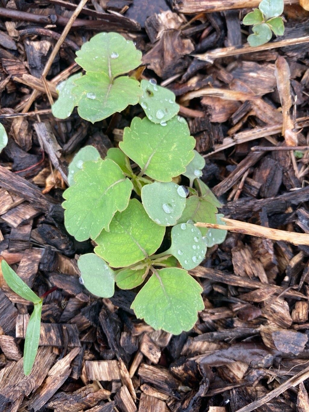 Impatiens pallida (pale jewelweed) (alternate view 11)
