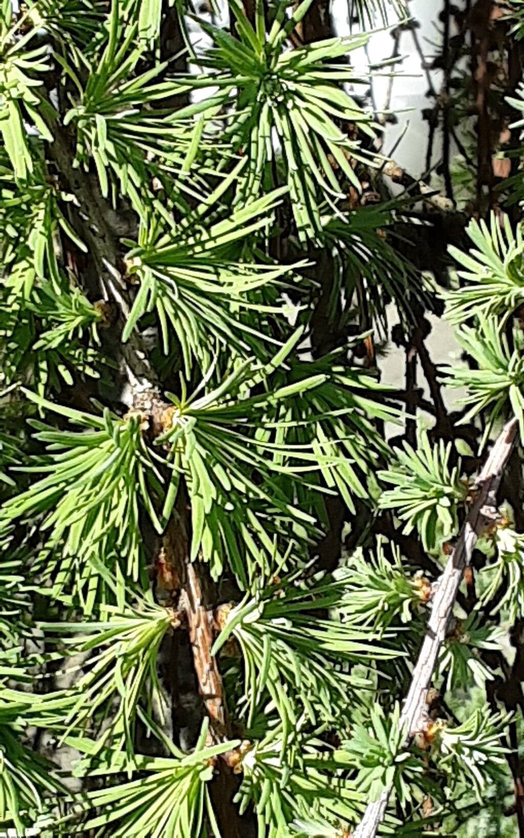 Larix kaempferi (Japanese Larch) (alternate view 12)