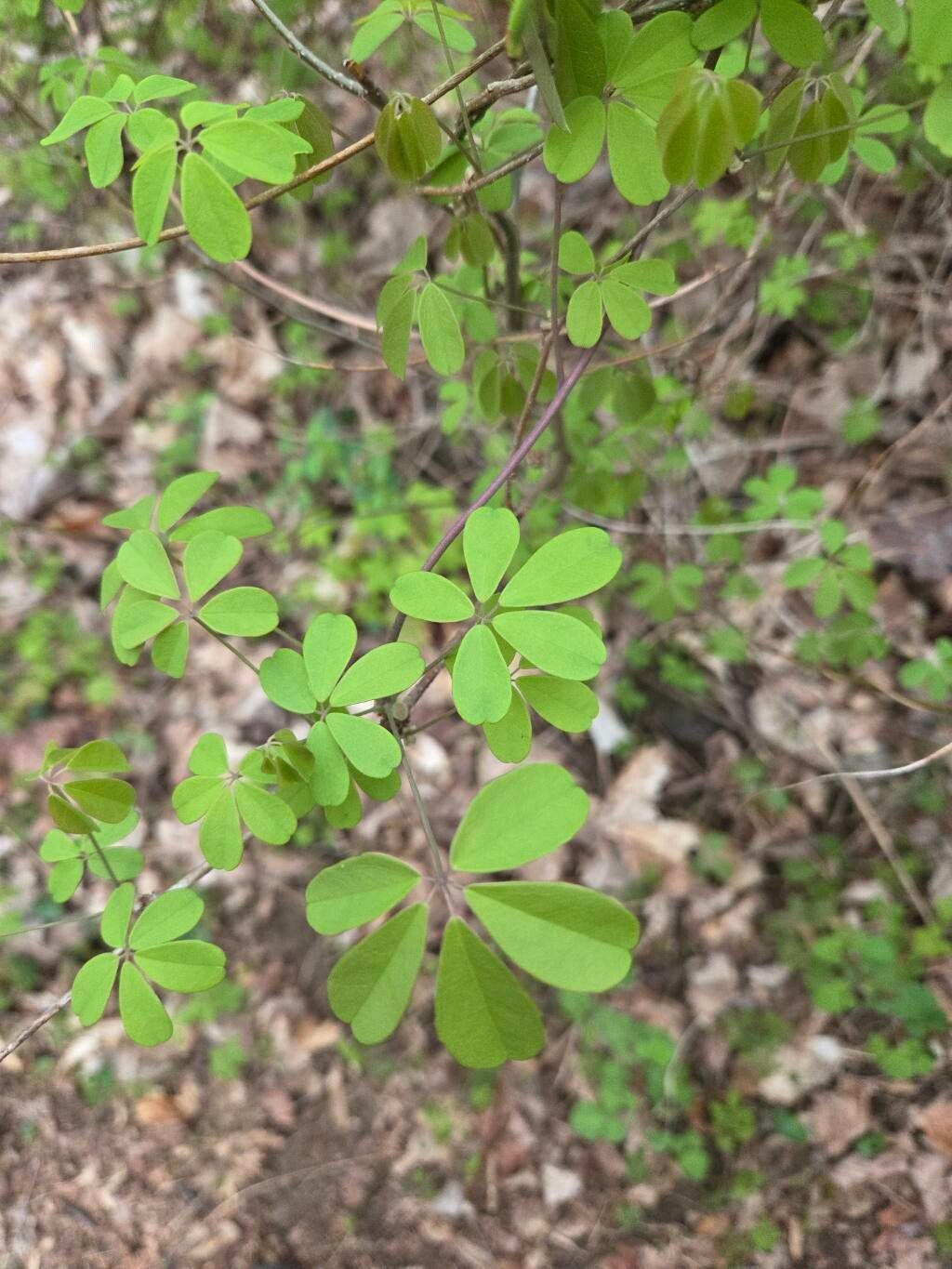 Akebia quinata (five-leaved akebia)