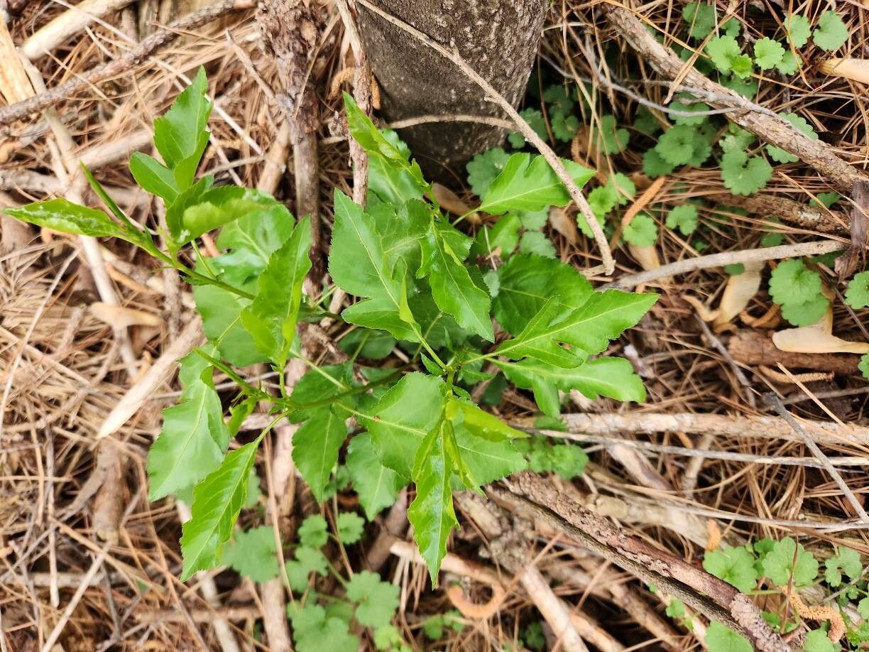 Celastrus scandens (American bittersweet)