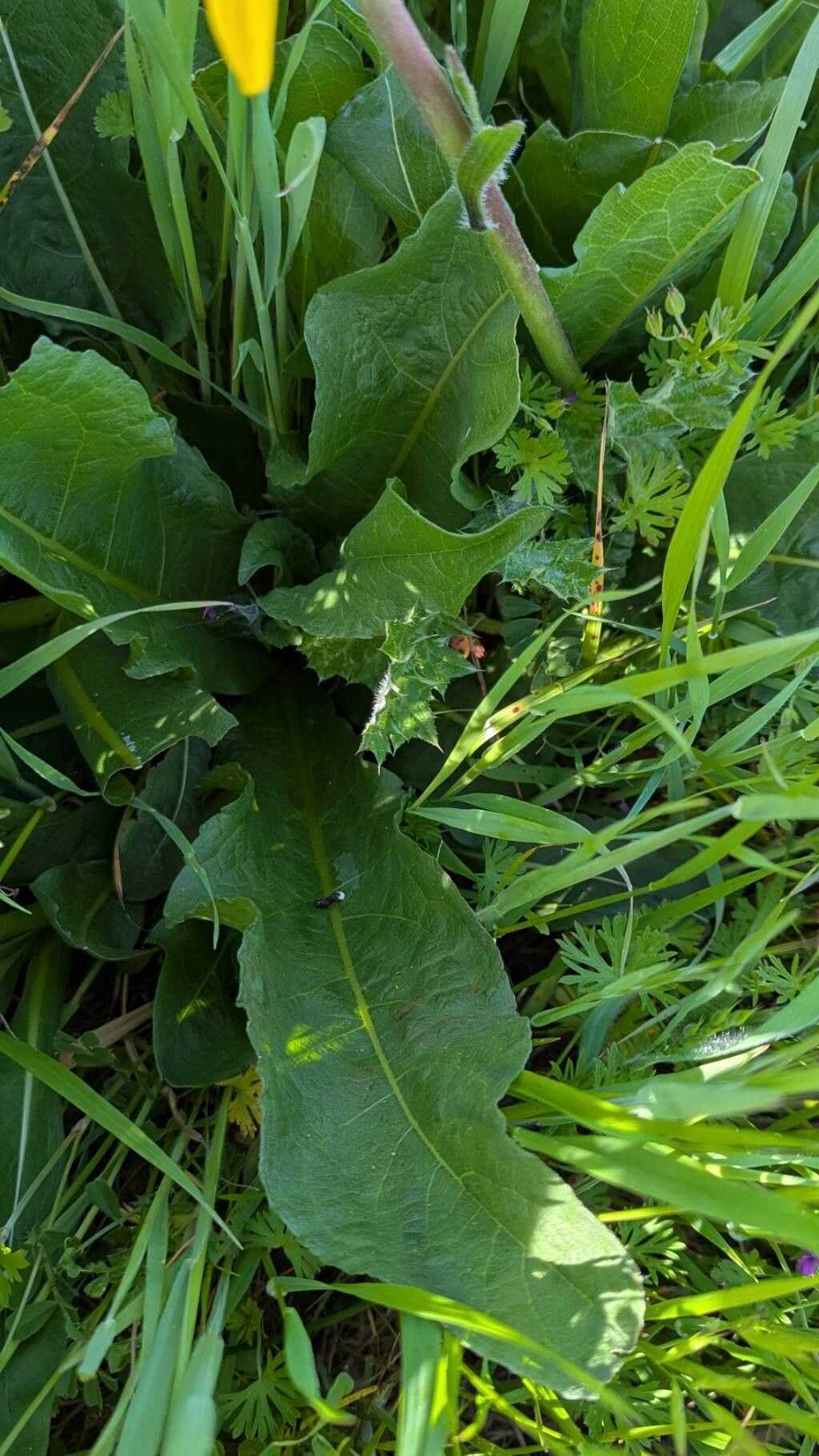 Wyethia angustifolia (Narrow Leaf Mule Ears)