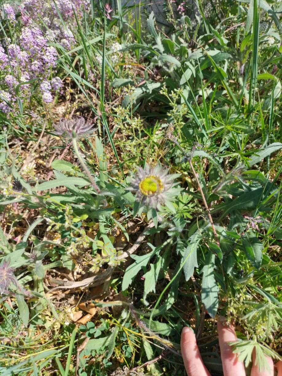 Gaillardia aristata (blanketflower) (alternate view 2)