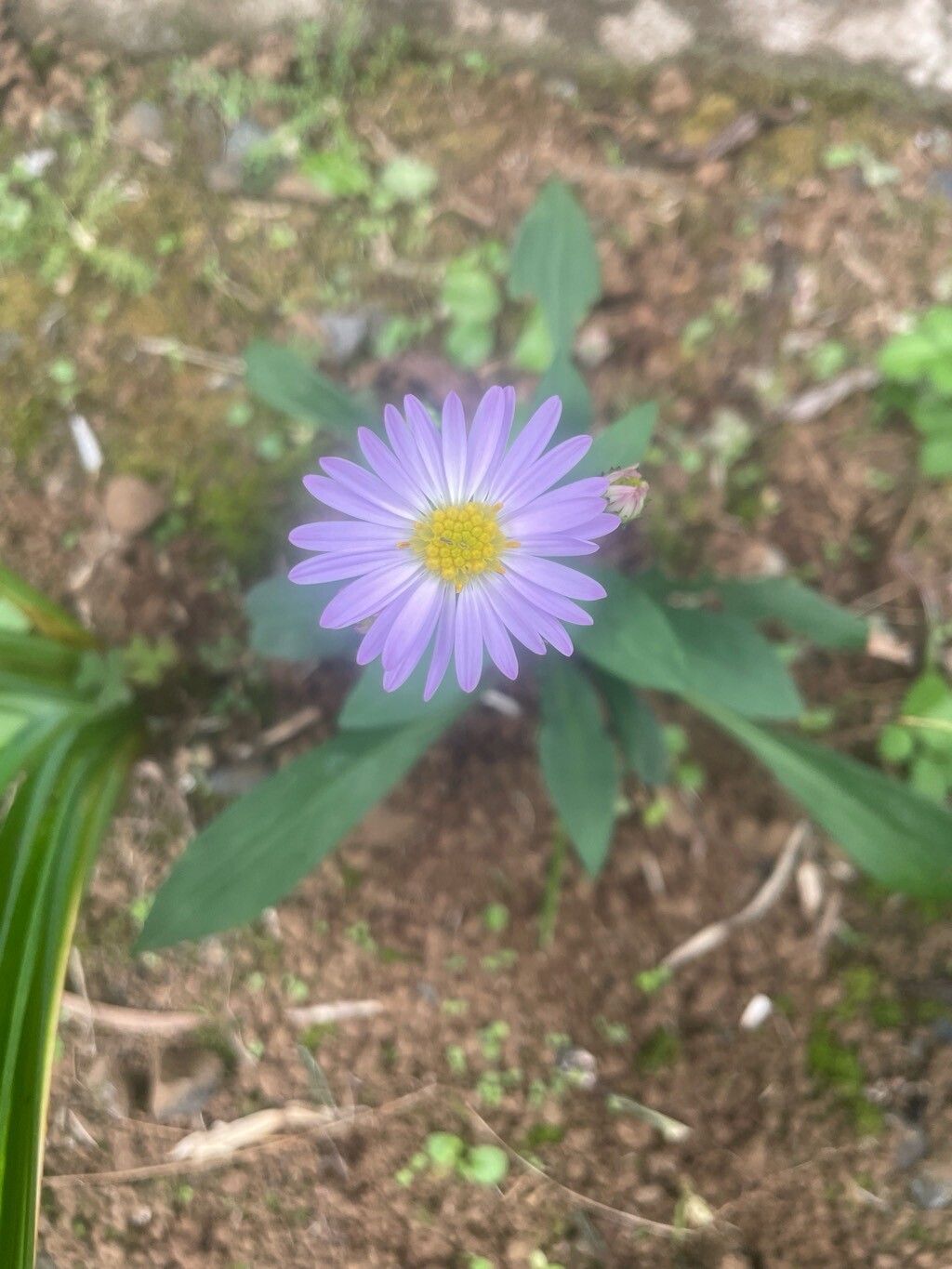 Symphyotrichum laeve (smooth blue aster) (alternate view 10)
