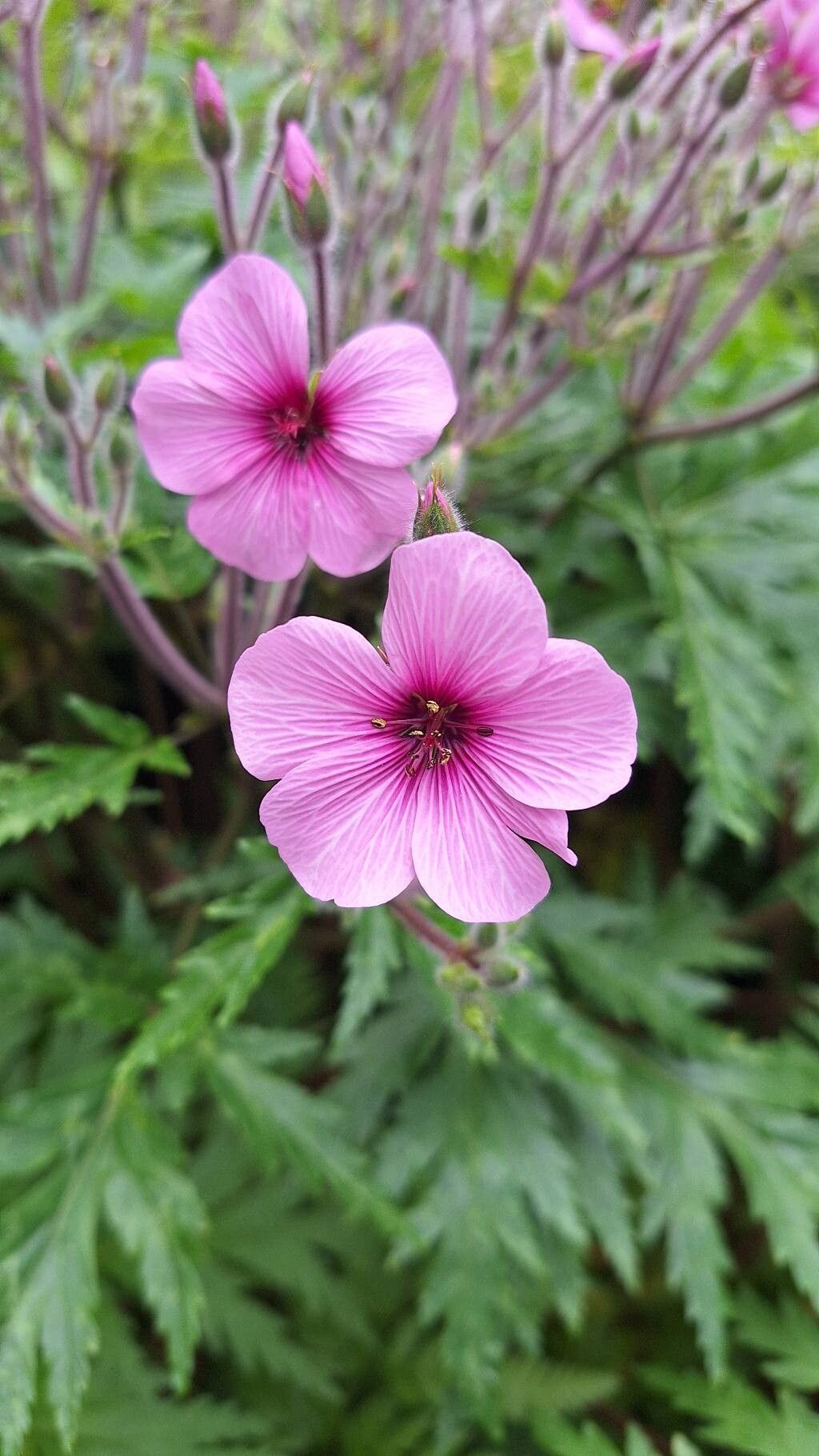 Geranium maderense (alternate view 3)